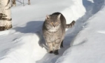 Руски породи котки