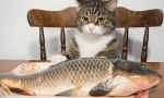 Риба за котка