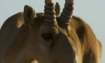 Saigak