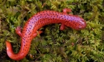 Salamander (снимка): миниатюрен дракон с богата история