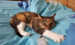 Най-популярните котки породи