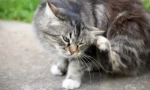 Бълха и акари шампоани за котки