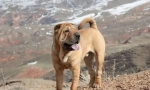 Шар пей