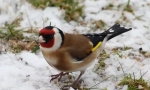 Goldfinch
