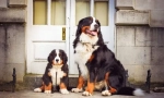 Кученца на бернски zennenhund (снимка): характеристики на грижата и образованието