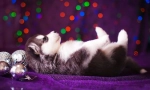 Кученца husky (снимка): грижа, хранене, образование