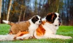 Senbernar puppies (снимка): правила за грижа и образование