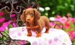 Кученца dachunds (снимка): ниско куче с висока интелигентност и чар