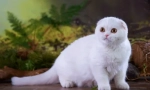 Scottish fold cat - стандартен стандарт, характер, съдържание