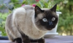 Сиамска котка