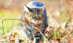 Сибирска котка (снимка): любящ пухкав с кралски характер