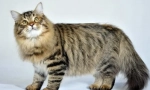 Сибирска котка