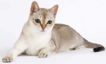 Сингапур котка (сингапур)