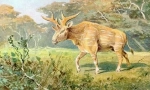 Sivateria