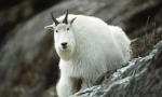 Снежна коза