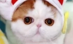 Snoopy-cat: teddy murlyka, който е победил интернет