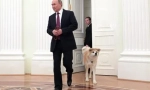Руският президент владимир путин кучета