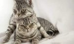Чорапиране на котки