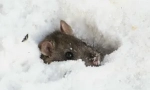 Дали мишката съня през зимата?