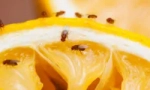 Средства от gnus и fruit moshade