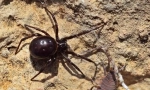 Steatoda е голям