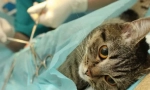 Стерилизация на котката