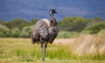 Strich emu