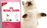 Суха храна за котки royal kanin: най-доброто качество в цената категория