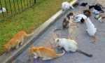Супа с котки и патри с котенца: 5 страни, в които котките ядат