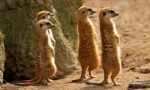 Meerkat (снимка): забавен часовник, който винаги е нащрек