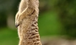 Meerkat