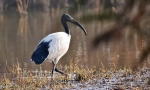 Свещена ibis