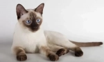 To tonkin cat (thinnez)