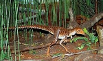 Triassic