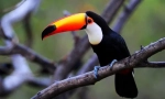 Toucan (снимка): клюнът не се случва много, това е това, което птицата е поразителна!