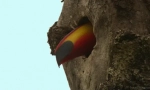 Toucan - екзотична птица с огромен клюн