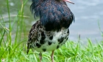 Turukhtan