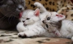 Кърмене котка и котенца