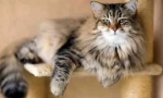 Грижа за възрастна котка