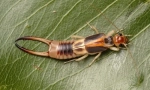 Ukhurktki