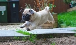Ups, pug: най-забавната снимка и видео