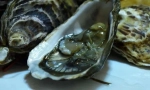 Oyster