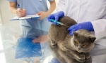 Ваксинация на котка