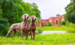 Weimaraner (снимка): най-добрият приятел на истинския ловец
