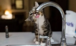 Вода за котката