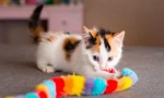 Отглеждане на котки