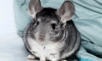 Всичко за бременност chinchillas, как са раждането