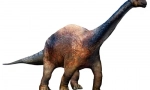 Wollicodon