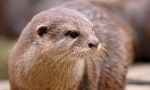Otter