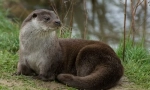 Otter